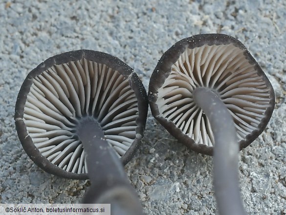 Entoloma chalybeum