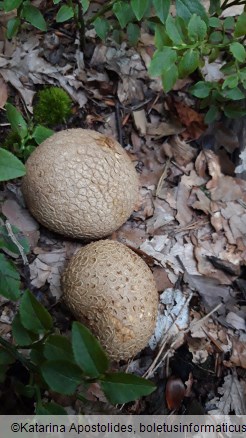Scleroderma citrinum