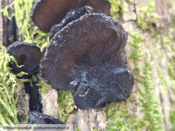 Exidia glandulosa