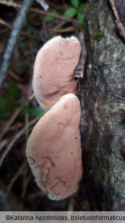Hapalopilus nidulans
