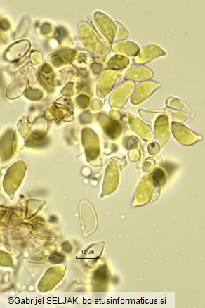 Marasmius cohaerens
