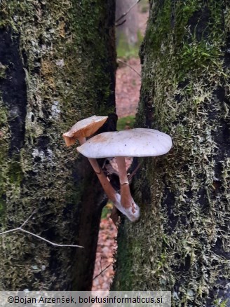 Mucidula mucida