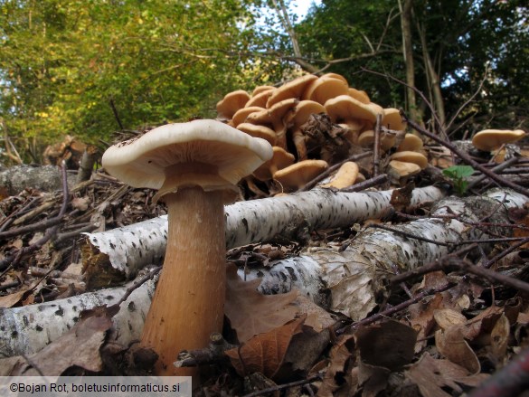 Armillaria mellea