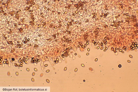Gymnopilus penetrans