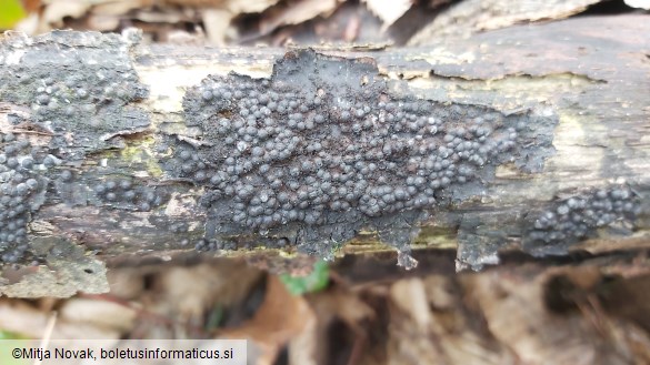Rosellinia corticium