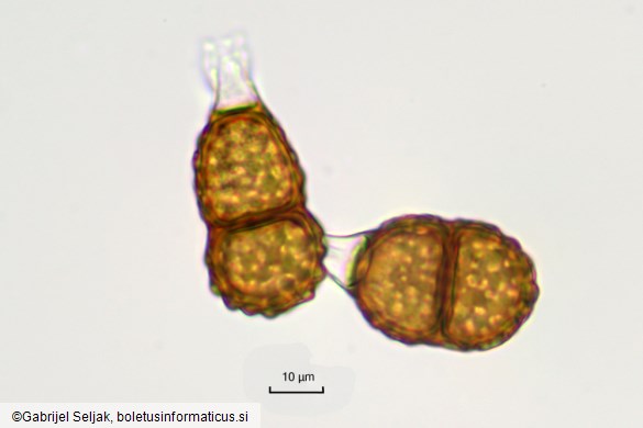 Puccinia smyrnii
