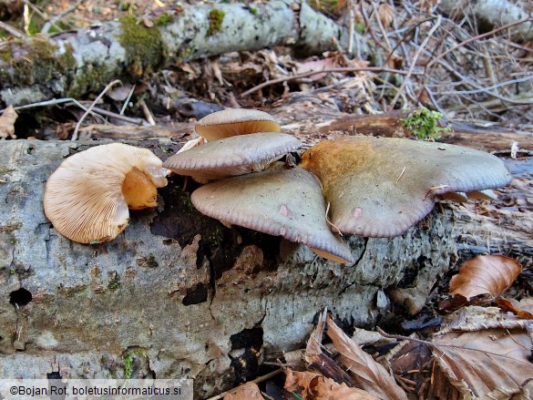 Sarcomyxa serotina