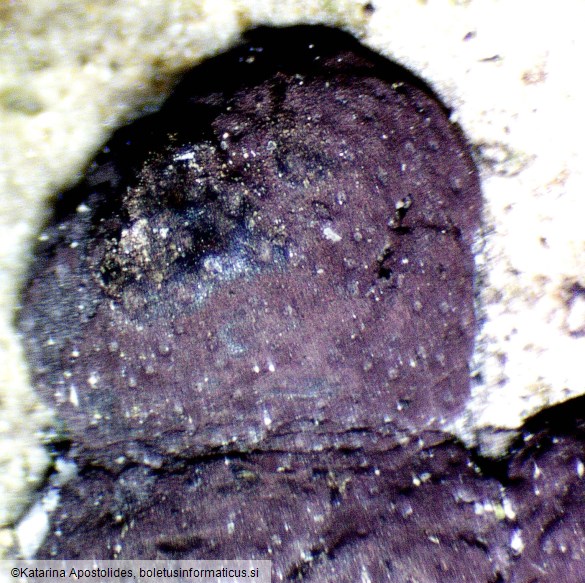 Hypoxylon fuscum