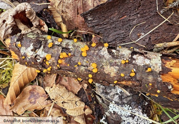 Dacrymyces capitatus