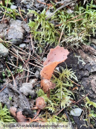 Guepinia helvelloides