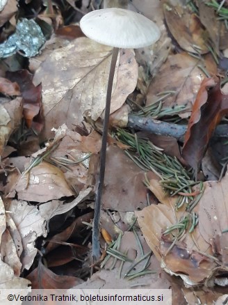 Mycetinis alliaceus