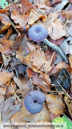 Laccaria amethystina