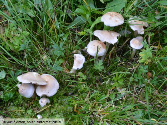 Hebeloma circinans