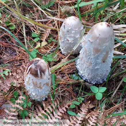 Coprinus comatus