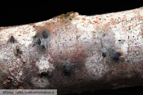 Lopadostoma dryophilum