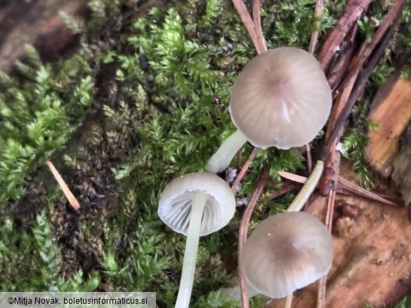 Mycena epipterygia