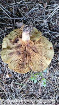 Paxillus rubicundulus