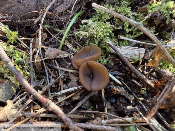 Dumontinia tuberosa