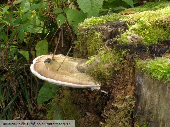 Ganoderma applanatum