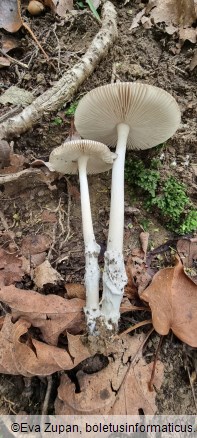 Amanita albogrisescens