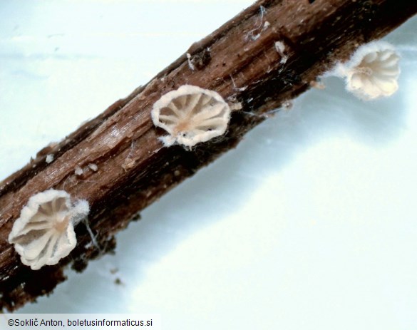 Clitopilus hobsonii