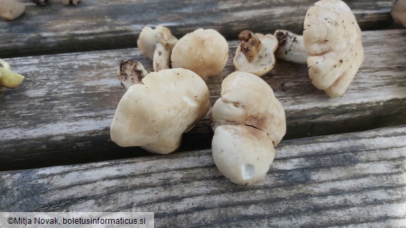 Calocybe gambosa