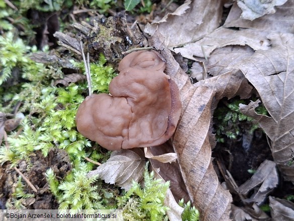 Discina ancilis