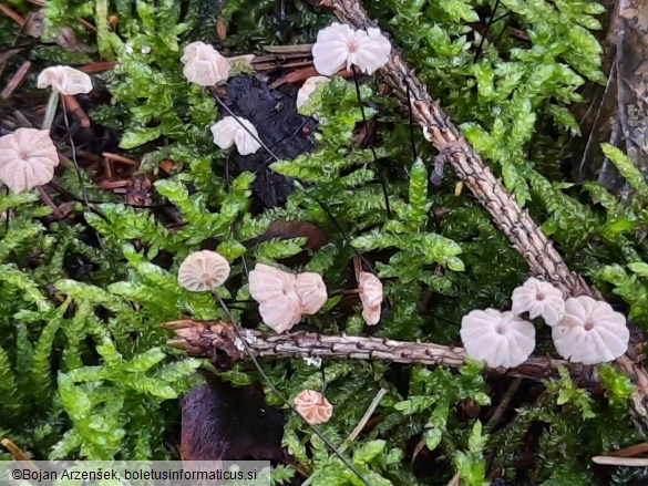 Marasmius bulliardii f. acicola