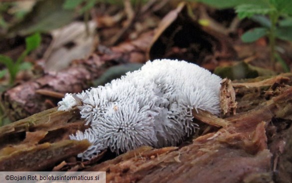 Ceratiomyxa fruticulosa
