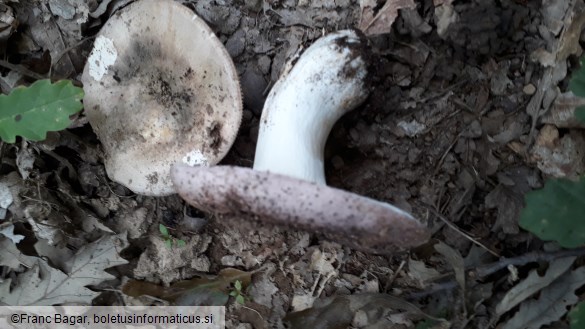 Russula cyanoxantha
