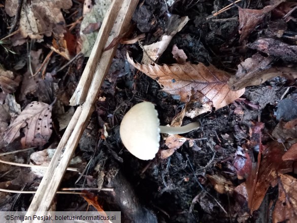 Psathyrella candolleana