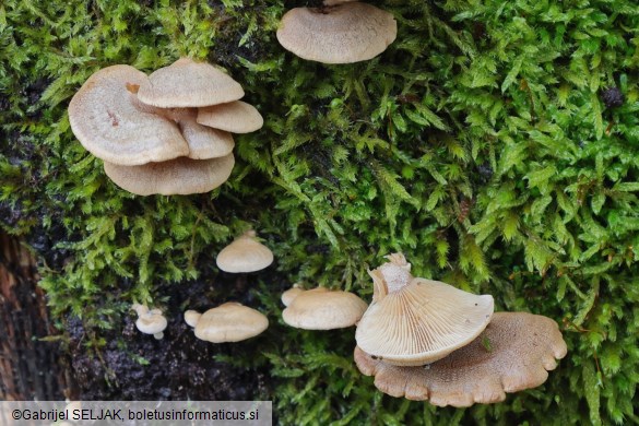 Panellus stipticus