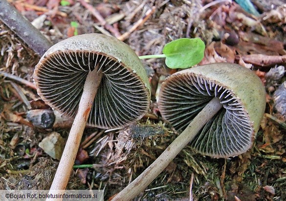Panaeolus papilionaceus