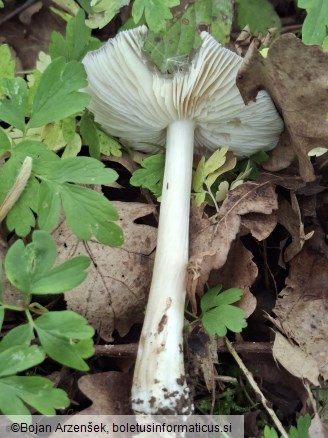 Megacollybia platyphylla