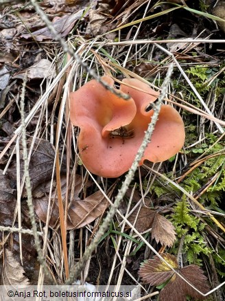 Guepinia helvelloides