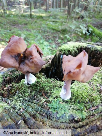 Gyromitra infula