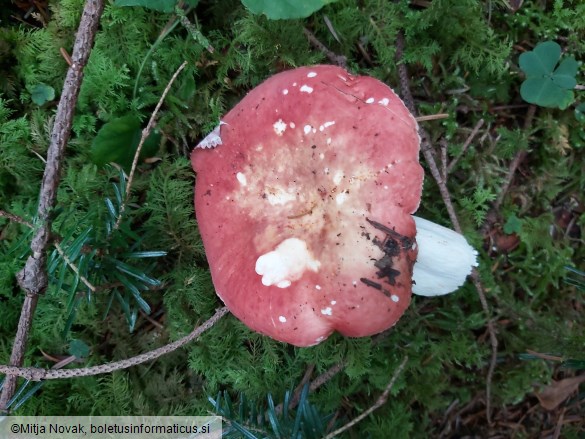 Russula amarissima