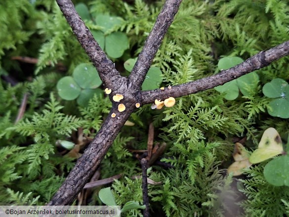 Lachnellula subtilissima