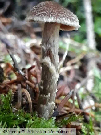 Cortinarius flexipes