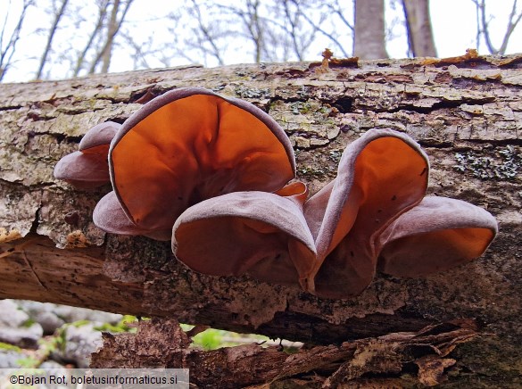 Auricularia auricula-judae