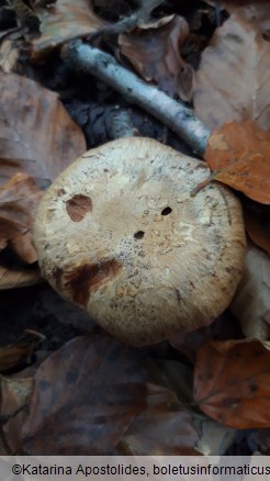 Cortinarius glaucopus