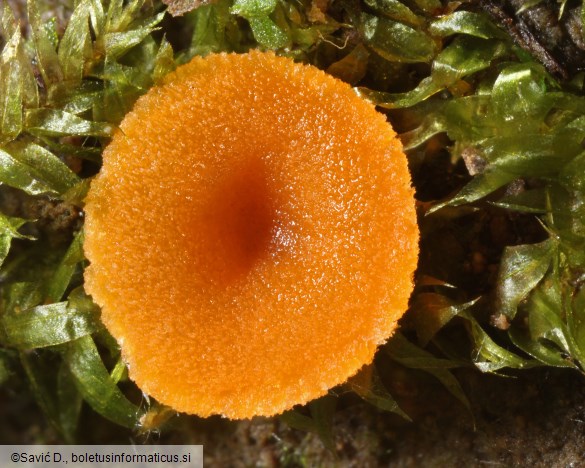 Octospora humosa