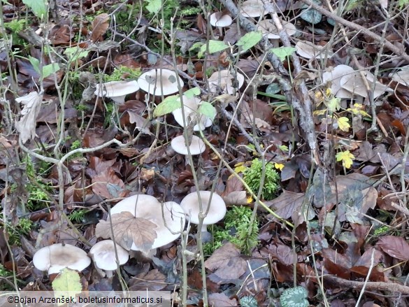 Clitocybe nebularis