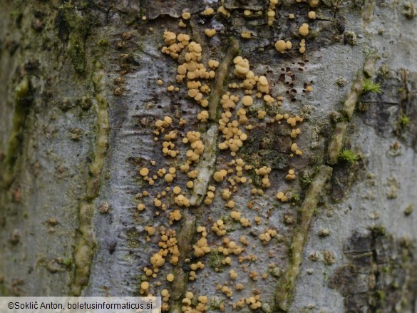 Pezicula acericola