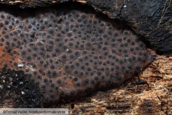 Hypomontagnella submonticulosa