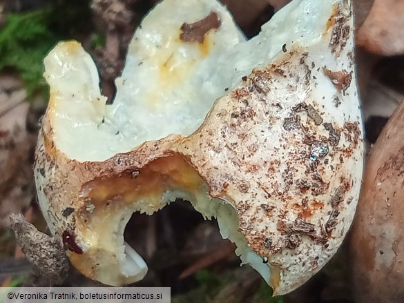 Lactarius piperatus