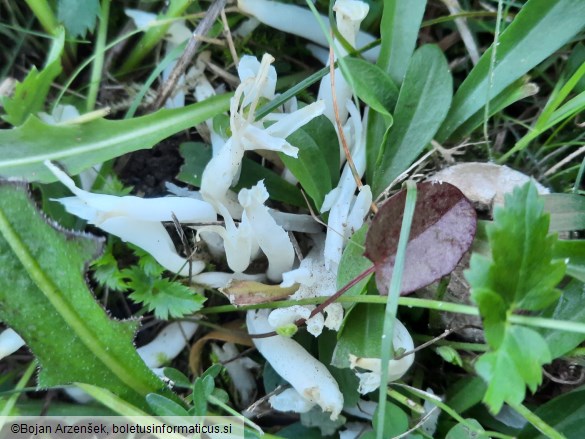 Clavaria fragilis
