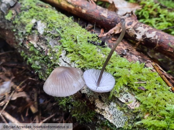 Mycena leptocephala