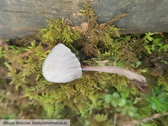 Mycena leptocephala