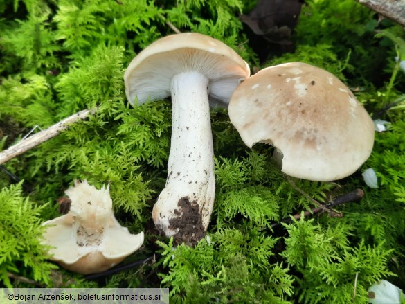 Calocybe gambosa